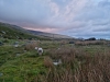 Talking to the Sheeps